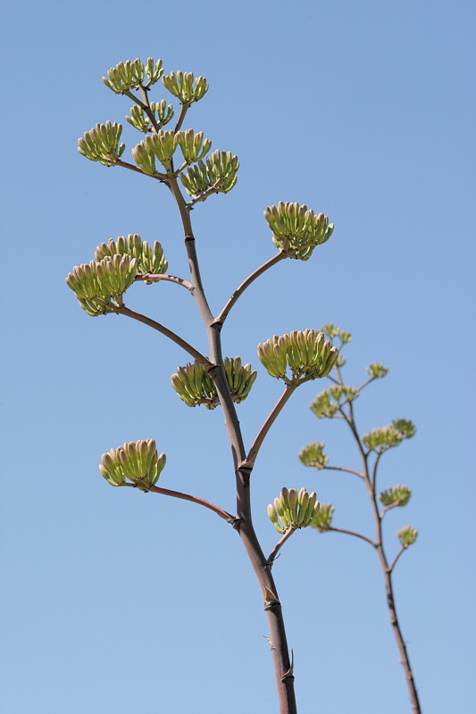 6499 - Agave Flowers