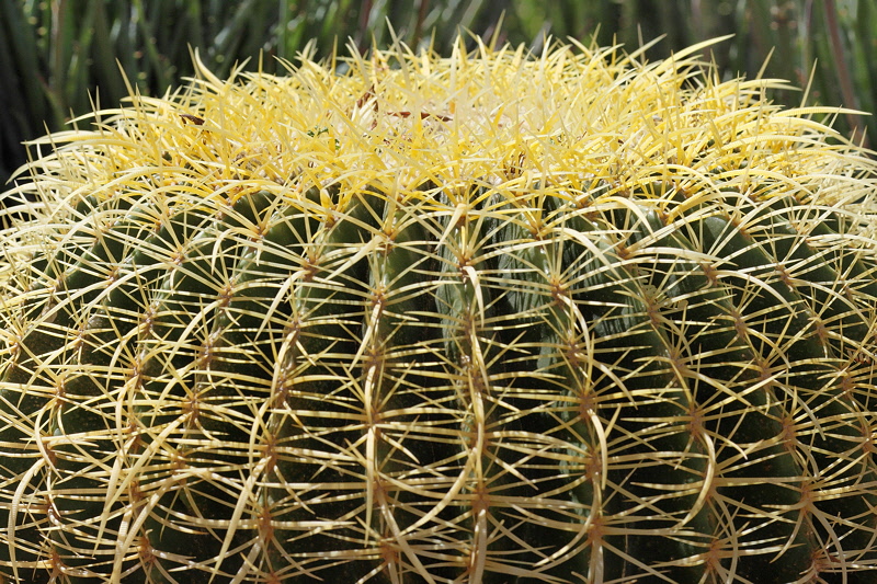 6507 - Barrel Cactus