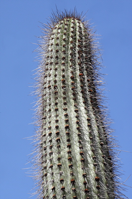 6525 - Organ Pipe Cactus