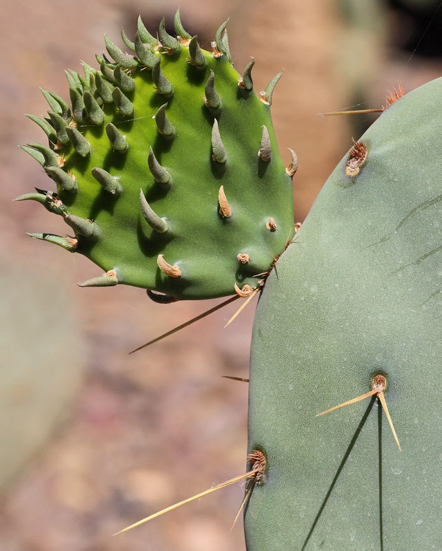 6549 - Prickly Pear