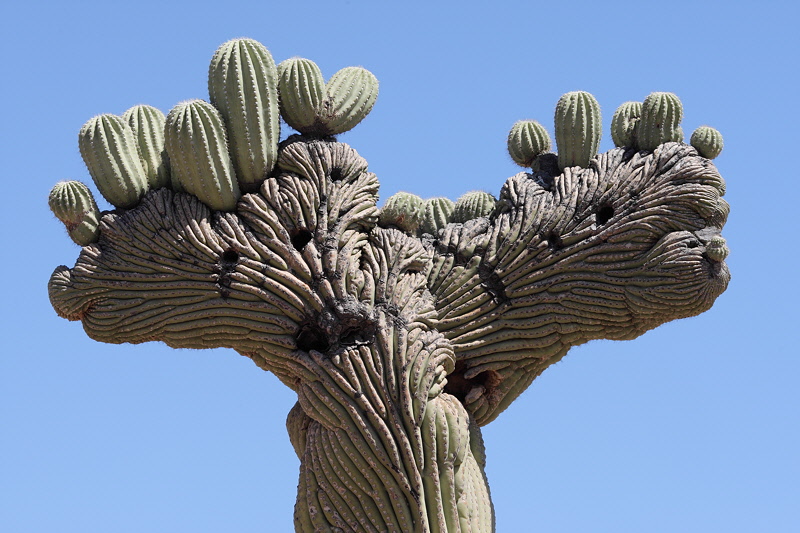 6552 - Twisted Cactus
