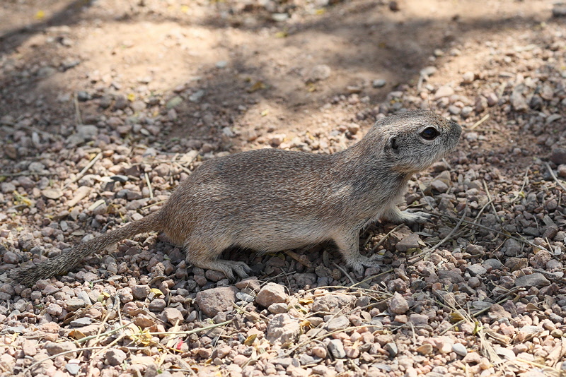 6584 - Ground Squirrel
