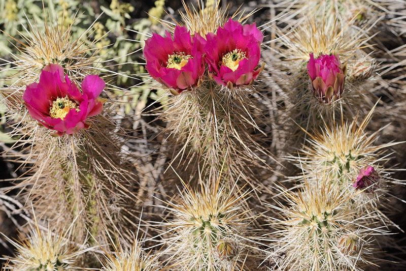 6586 - Hedgehog Cactus Flowers