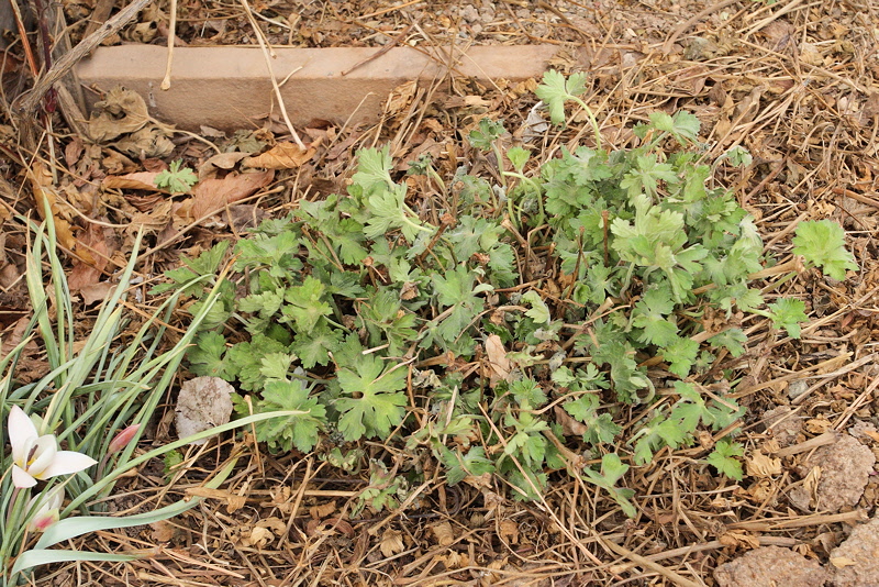 Geranium Johnson Blue #739 (6994)