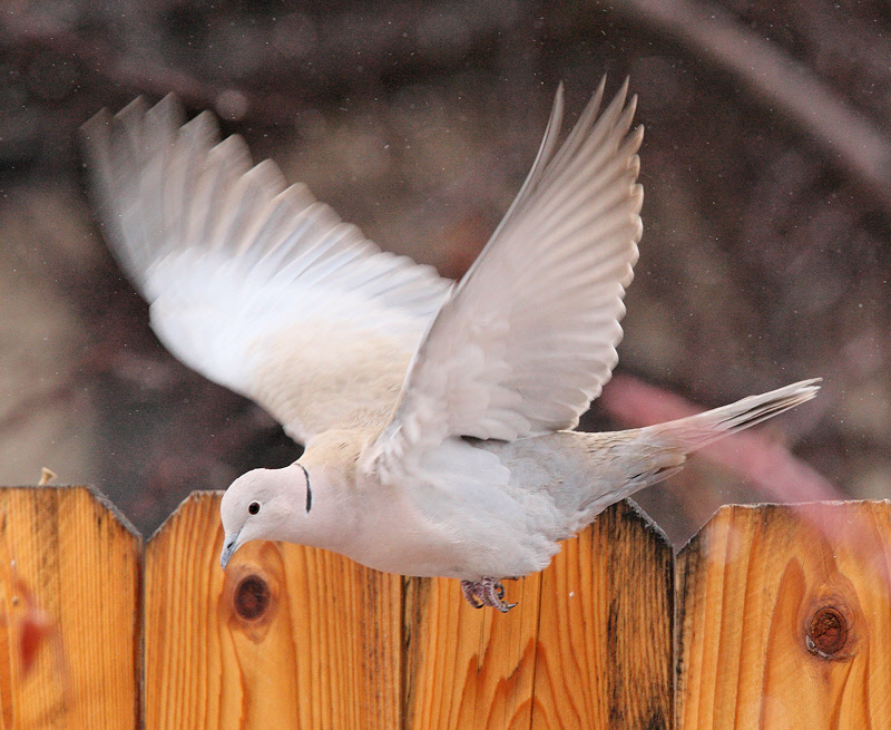 Eurasian Collared Dove #9340