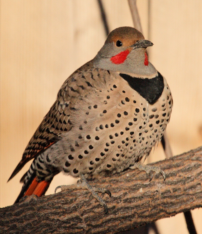 Red-Shafted Northern Flicker #9644