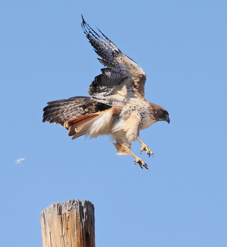 Red-Tailed Hawk Lift Off #6756