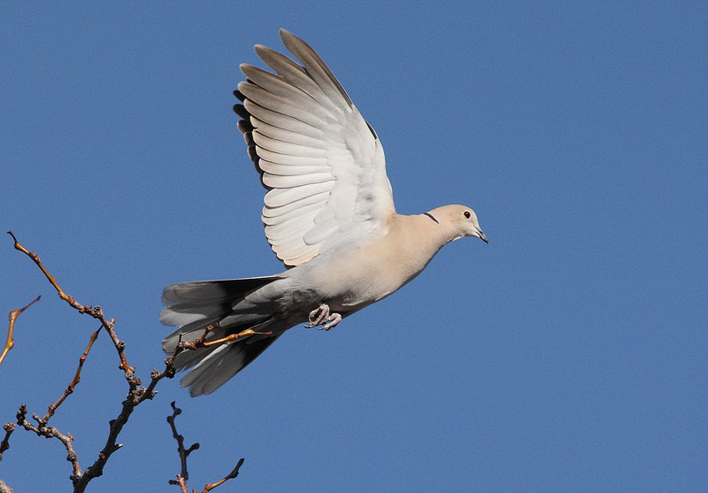 Eurasian Collared-Dove (Streptopelia decaocto)