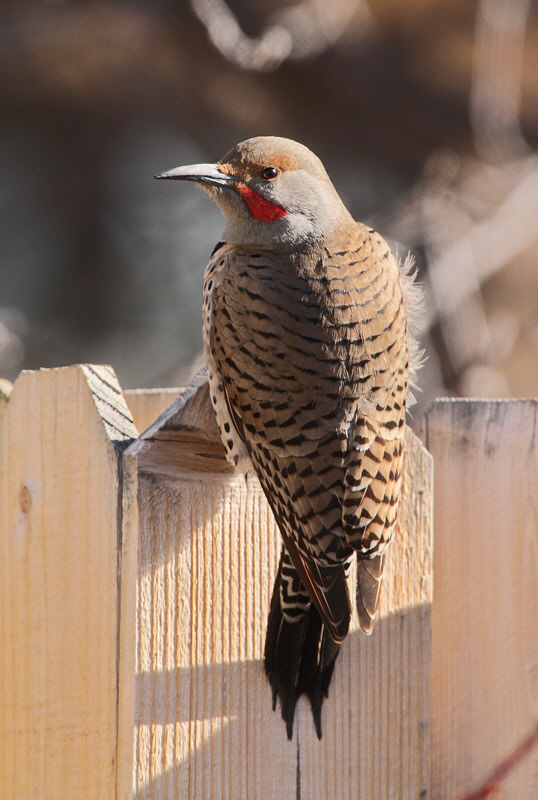 Red-Shafted Northern Flicker #6979
