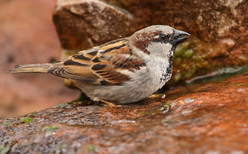 House Sparrow Drinking #7151