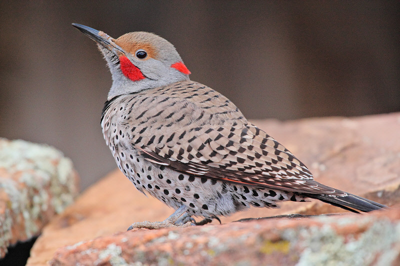 Intergrade Northern Flicker (Red-Shafted x Yellow-Shafted) #7400