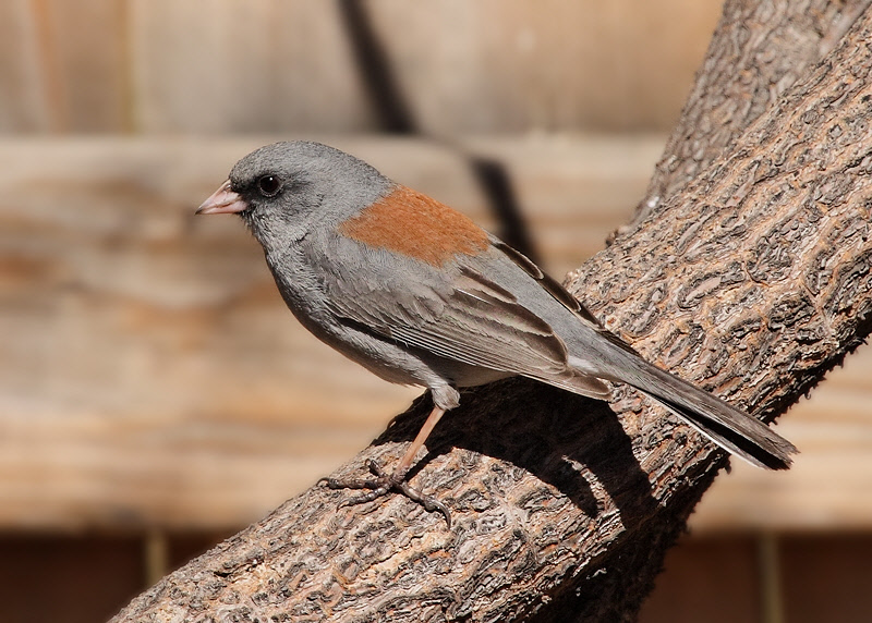 Dark-Eyed Junco (Gray-Headed) #8480