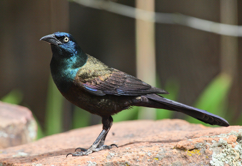 Common Grackle #3752