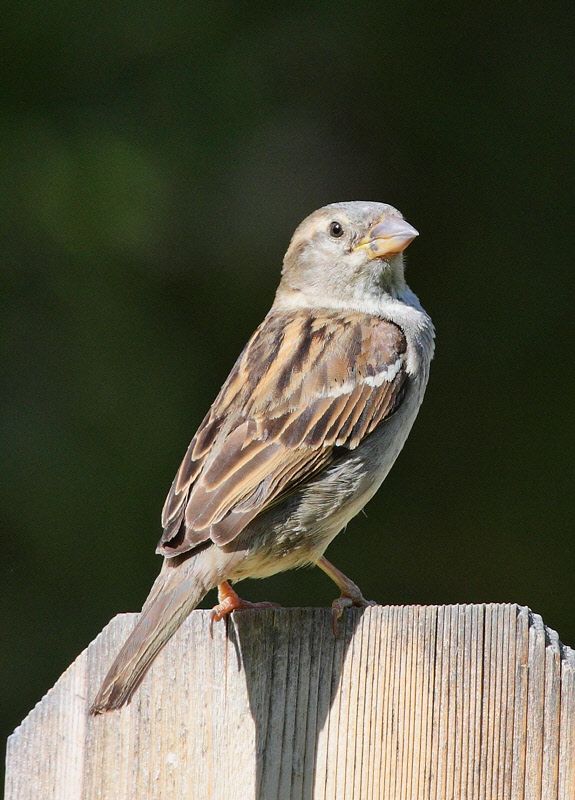 House Sparrow (Passer domesticus)