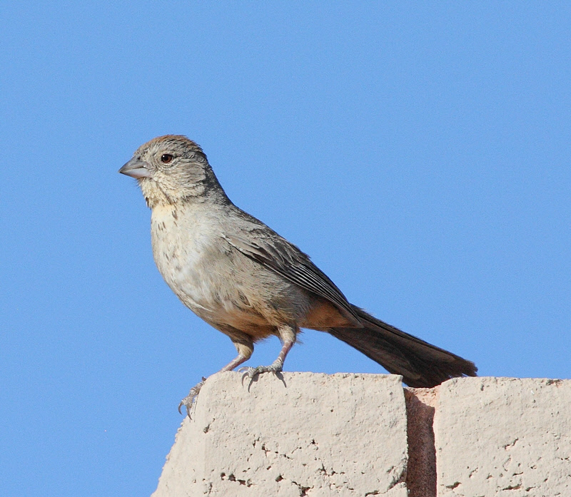 Canyon Towhee #4239