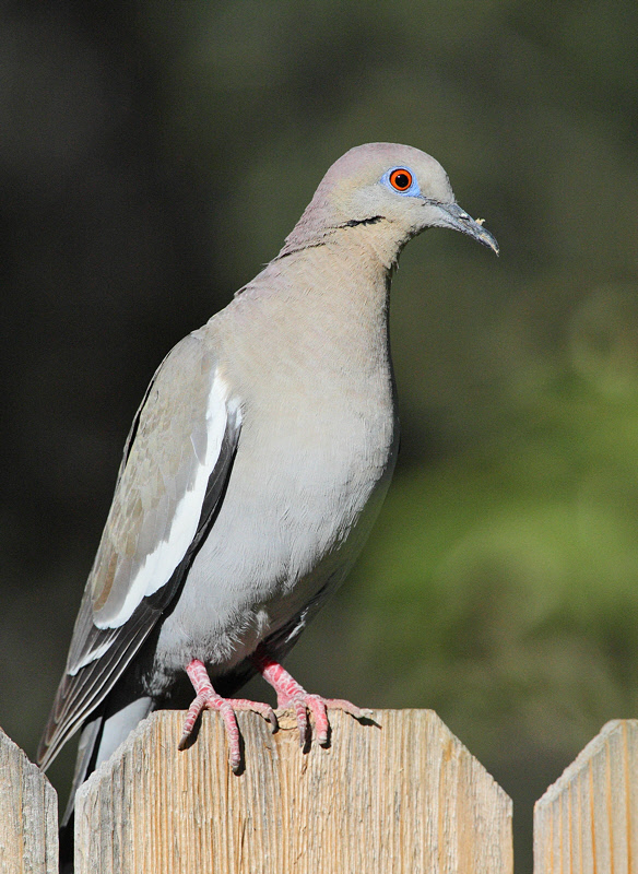 White-winged Dove #4383