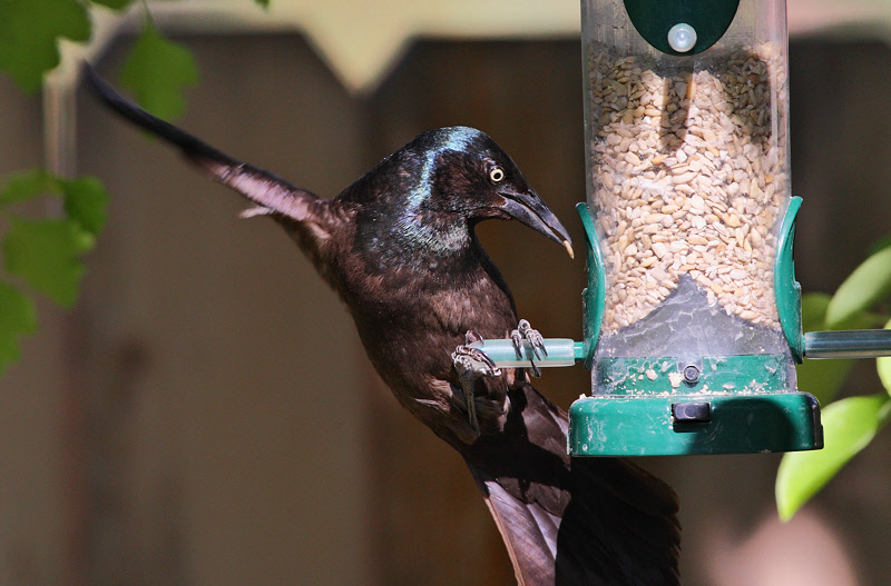 Common Grackle #4449