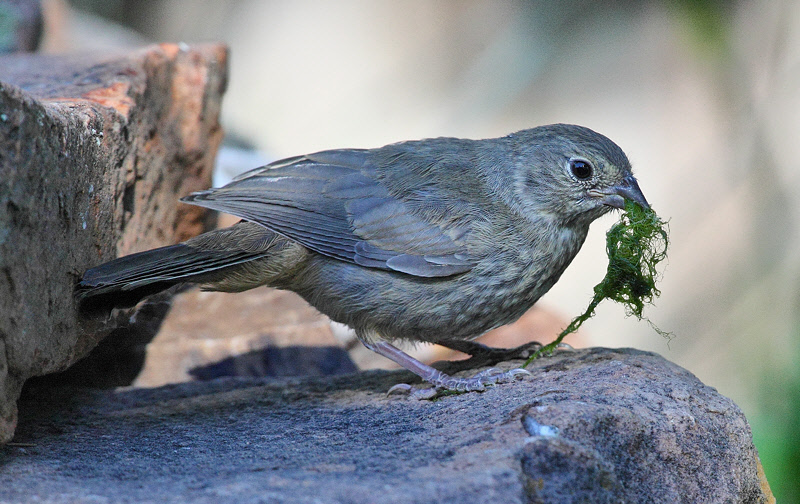 Canyon Towhee juvenileplaying with some algae #4858