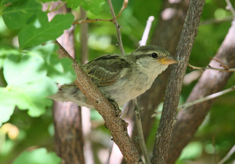 House Sparrow in the bushes #5078