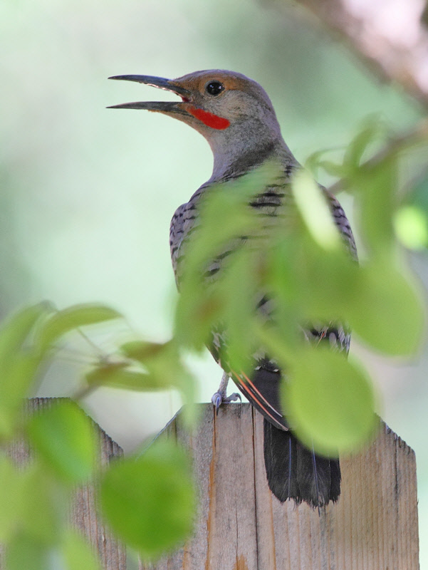 Northern Flicker, Red-shafted (Colaptes auratus)