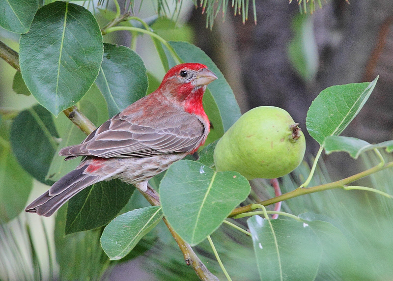 House Finch in the Pear Tree #5377