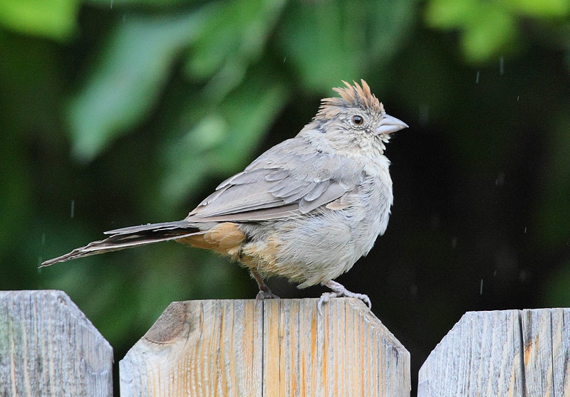 Canyon Towhee in the rain #5342