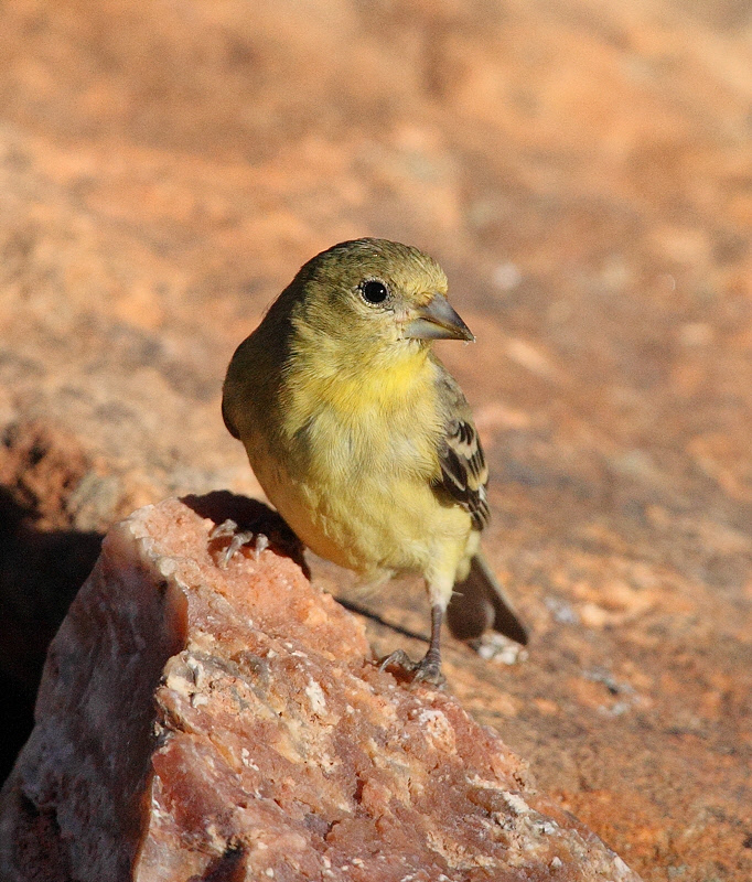 Lesser Goldfinch #1512