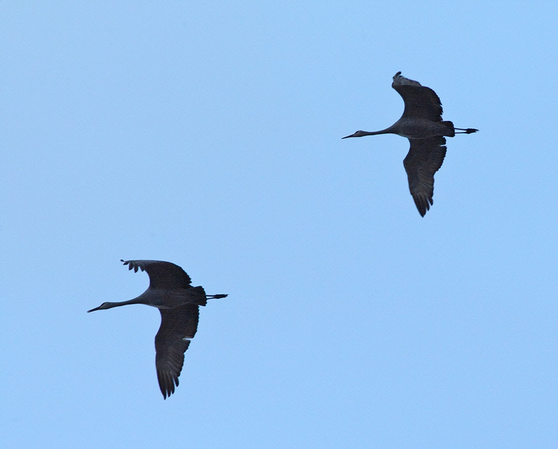 Sandhill Cranes - Heading to the Bosque #1585