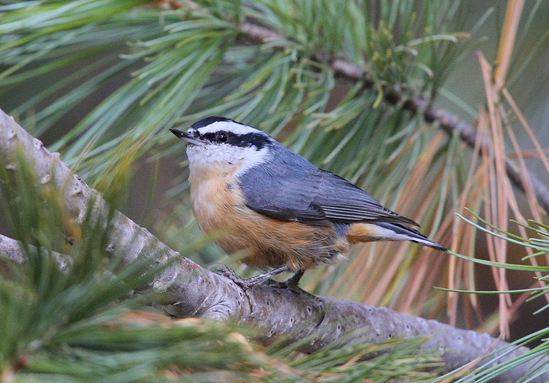 Red-breasted Nuthatch #2579