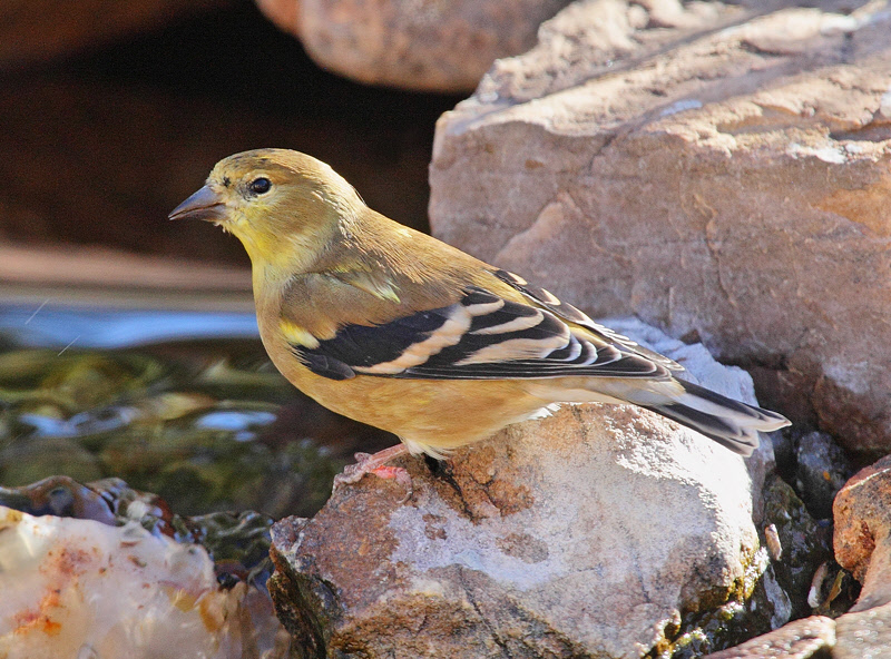 American Goldfinch #3298