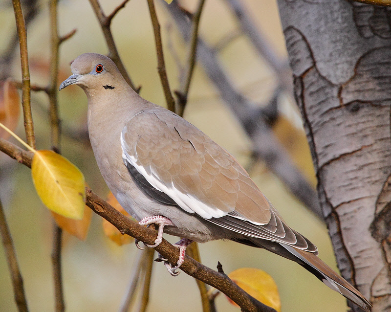 White-winged Dove #3851