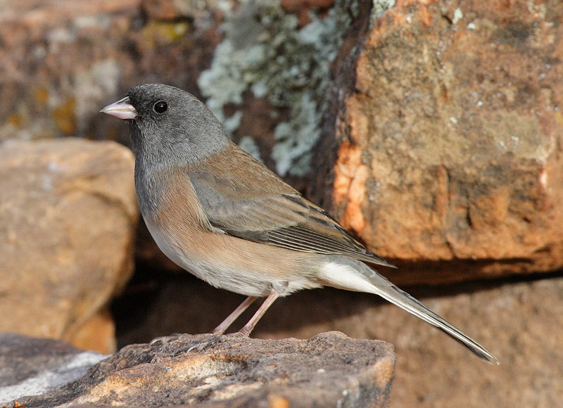 Dark-eyed Junco -- Pink or Oregon? #3870