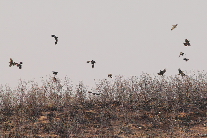 Lark Bunting Flock (8385)