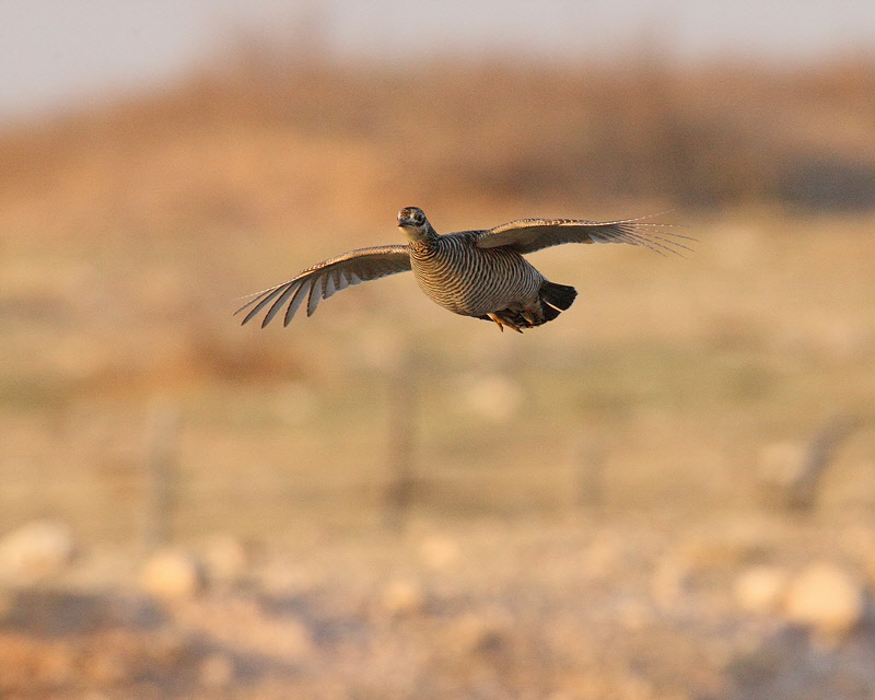 Lesser Prairie Chicken (Female arriving) (8301)