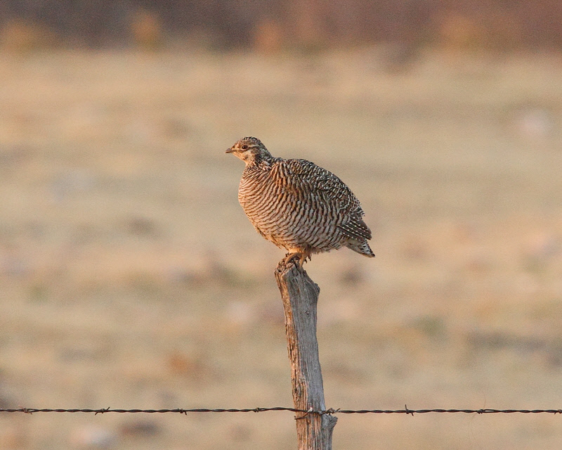 Lesser Prairie Chicken (Female on Fence) (8121)