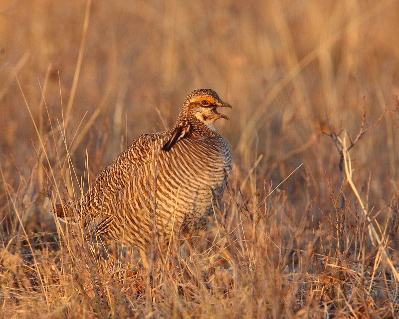 Lesser Prairie Chicken (Male, calling) (8723)