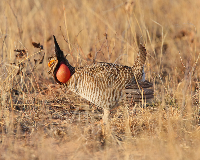 Lesser Prairie Chicken (Male, display) (8914)
