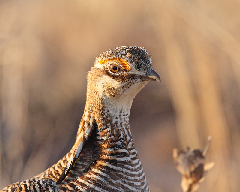 Lesser Prairie Chicken (Male, head shot) (8851)