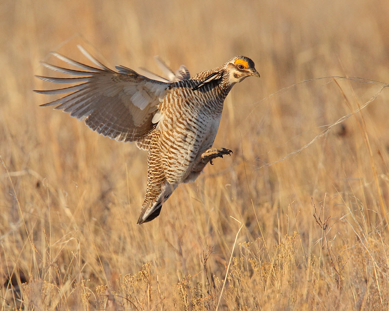 Lesser Prairie Chicken (Male, hopping) (8903)