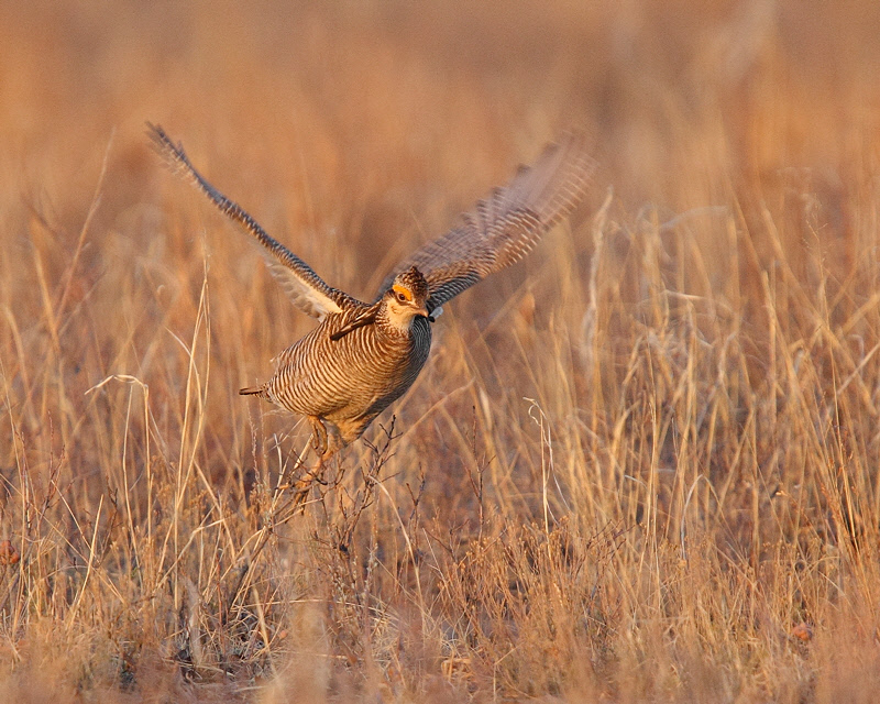 Lesser Prairie Chicken (Male, on bush) (8707)
