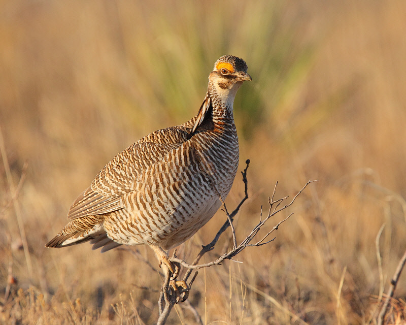 Lesser Prairie Chicken (Male, on bush) (8860)