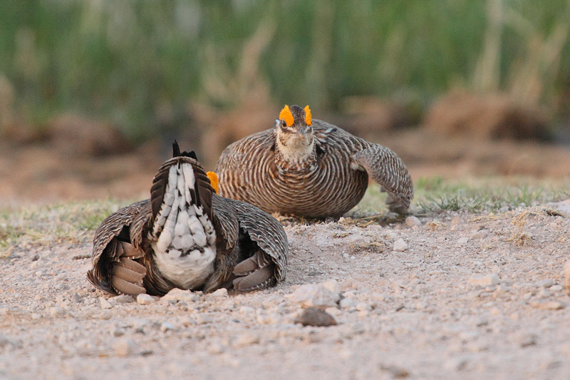 Lesser Prairie Chicken (Male, sumo pose) (7936)