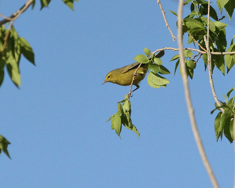 Orange-crowned Warbler (7743)