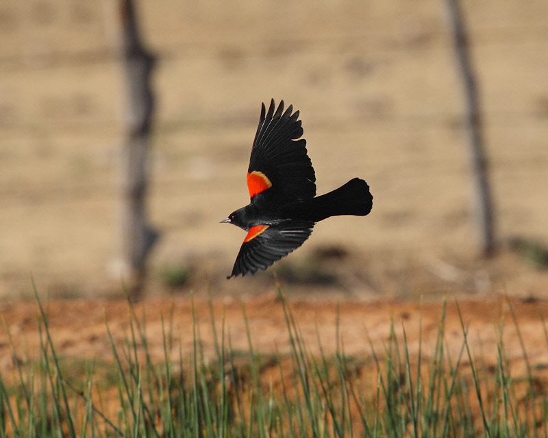 Red-winged Blackbird (8391)