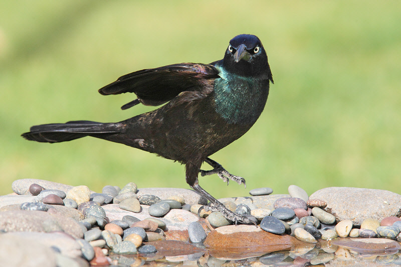 Common Grackle (9388)