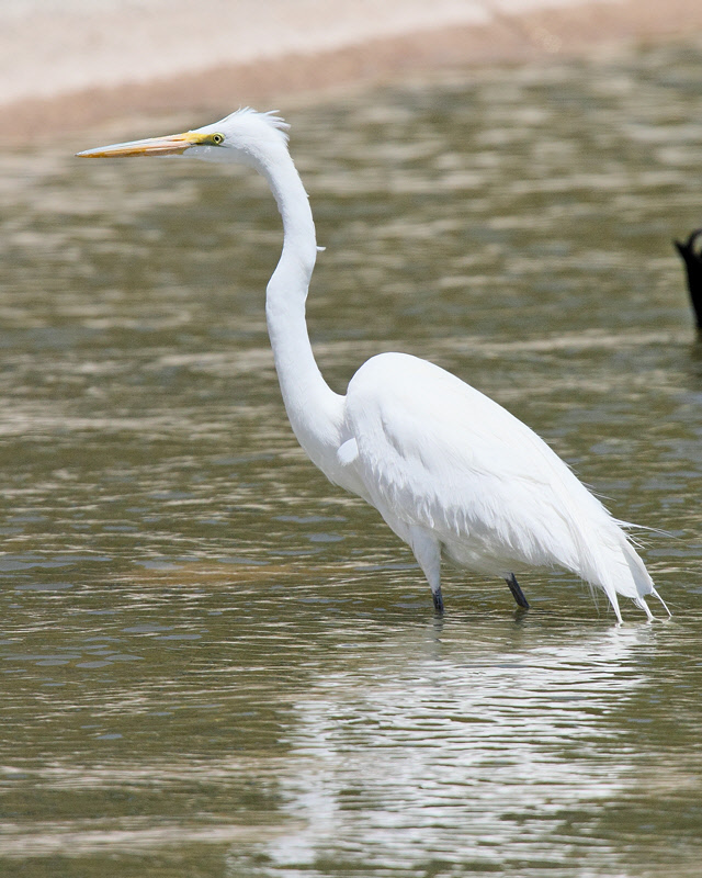 Great Egret (9644)