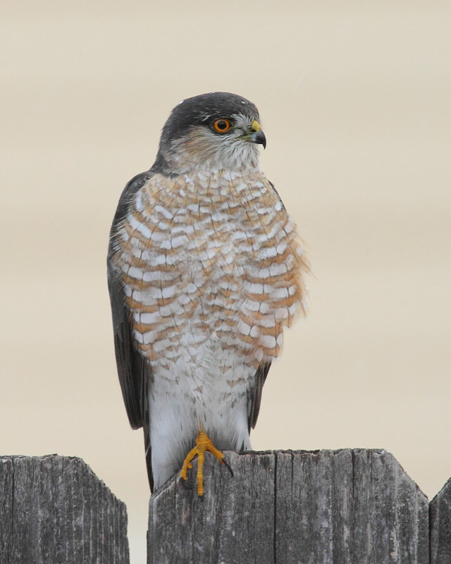 Sharp-shinned Hawk (9088)