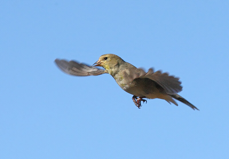 American Goldfinch (3897)