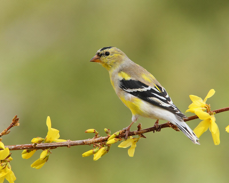 American Goldfinch (Male, spring molt) (4483)
