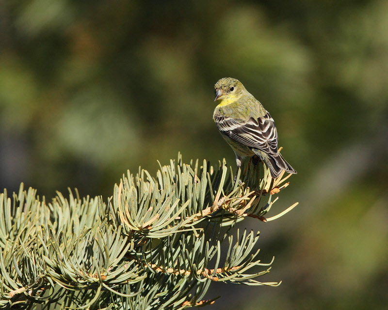 Lesser Goldfinch (Female, or immature) (2361)